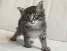 Wildfee's Norwegische Waldkatzen Wildfee's Polar Tiger - 5 Wochen alt