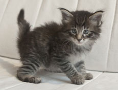 Wildfee's Norwegische Waldkatzen Wildfee's Polar Tiger - 5 Wochen alt