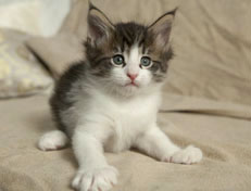 Wildfee's Norwegische Waldkatzen Wildfee's Pan Daradei - 6 Wochen alt