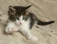 Wildfee's Norwegische Waldkatzen Wildfee's Pan Daradei - 6 Wochen alt