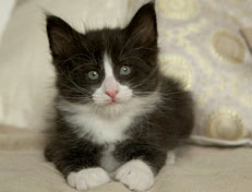 Wildfee's Norwegische Waldkatzen Wildfee's Pan der Große - 6 Wochen alt