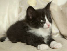 Wildfee's Norwegische Waldkatzen Wildfee's Pan der Große - 6 Wochen alt