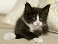 Wildfee's Norwegische Waldkatzen Wildfee's Pan der Große - 6 Wochen alt