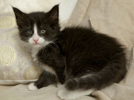 Wildfee's Norwegische Waldkatzen Wildfee's Pan der Große - 6 Wochen alt