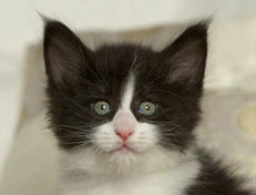 Wildfee's Norwegische Waldkatzen Wildfee's Pandora - 6 Wochen alt