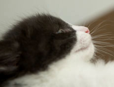 Wildfee's Norwegische Waldkatzen Wildfee's Pandora - 6 Wochen alt