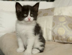 Wildfee's Norwegische Waldkatzen Wildfee's Pandora - 6 Wochen alt