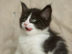 Wildfee's Norwegische Waldkatzen Wildfee's Pandora - 6 Wochen alt