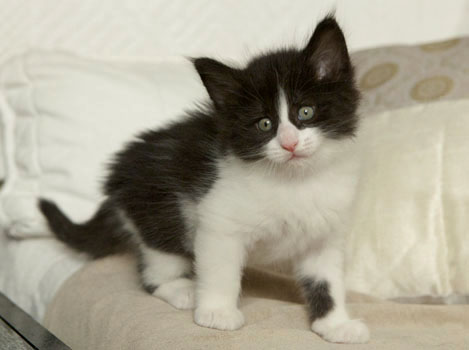 Wildfee's Norwegische Waldkatzen Wildfee's Pandora - 6 Wochen alt