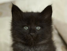 Wildfee's Norwegische Waldkatzen Wildfee's Pasha Panther Ray - 6 Wochen alt