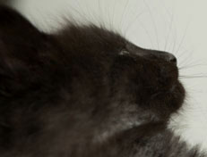 Wildfee's Norwegische Waldkatzen Wildfee's Pasha Panther Ray - 6 Wochen alt