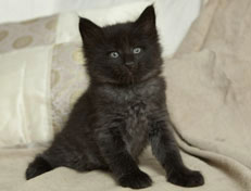 Wildfee's Norwegische Waldkatzen Wildfee's Pasha Panther Ray - 6 Wochen alt