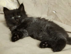 Wildfee's Norwegische Waldkatzen Wildfee's Pasha Panther Ray - 6 Wochen alt