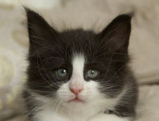 Wildfee's Norwegische Waldkatzen SC Wildfee's Pernilla - 6 Wochen alt