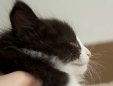 Wildfee's Norwegische Waldkatzen SC Wildfee's Pernilla - 6 Wochen alt