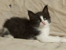 Wildfee's Norwegische Waldkatzen SC Wildfee's Pernilla - 6 Wochen alt