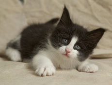 Wildfee's Norwegische Waldkatzen SC Wildfee's Pernilla - 6 Wochen alt