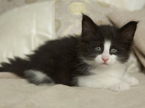 Wildfee's Norwegische Waldkatzen SC Wildfee's Pernilla - 6 Wochen alt