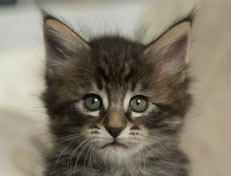 Wildfee's Norwegische Waldkatzen Wildfee's Perseus - 6 Wochen alt