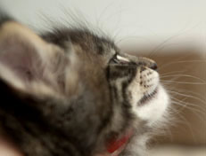 Wildfee's Norwegische Waldkatzen Wildfee's Perseus - 6 Wochen alt