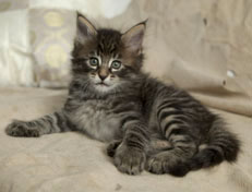 Wildfee's Norwegische Waldkatzen Wildfee's Perseus - 6 Wochen alt