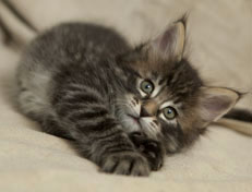 Wildfee's Norwegische Waldkatzen Wildfee's Perseus - 6 Wochen alt