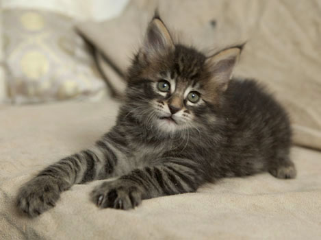 Wildfee's Norwegische Waldkatzen Wildfee's Perseus - 6 Wochen alt