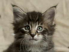 Wildfee's Norwegische Waldkatzen Wildfee's Polar Tiger - 6 Wochen alt