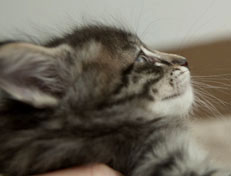 Wildfee's Norwegische Waldkatzen Wildfee's Polar Tiger - 6 Wochen alt