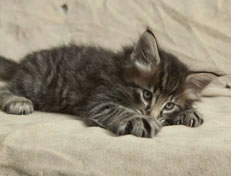 Wildfee's Norwegische Waldkatzen Wildfee's Polar Tiger - 6 Wochen alt