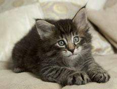 Wildfee's Norwegische Waldkatzen Wildfee's Polar Tiger - 6 Wochen alt