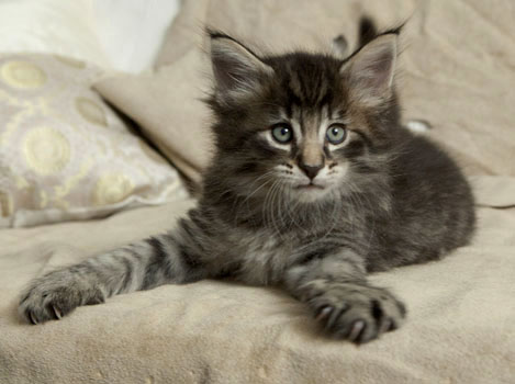 Wildfee's Norwegische Waldkatzen Wildfee's Polar Tiger - 6 Wochen alt