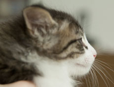 Wildfee's Norwegische Waldkatzen Wildfee's Pan Daradei - 7 Wochen alt