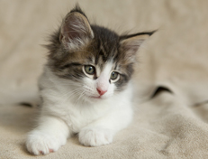 Wildfee's Norwegische Waldkatzen Wildfee's Pan Daradei - 7 Wochen alt