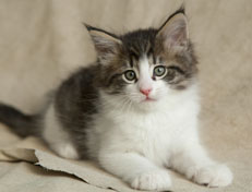 Wildfee's Norwegische Waldkatzen Wildfee's Pan Daradei - 7 Wochen alt