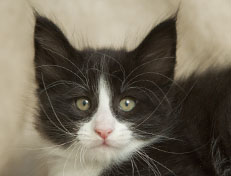 Wildfee's Norwegische Waldkatzen Wildfee's Pan der Große - 7 Wochen alt