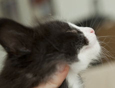 Wildfee's Norwegische Waldkatzen Wildfee's Pan der Große - 7 Wochen alt