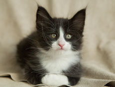 Wildfee's Norwegische Waldkatzen Wildfee's Pan der Große - 7 Wochen alt