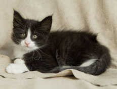 Wildfee's Norwegische Waldkatzen Wildfee's Pan der Große - 7 Wochen alt