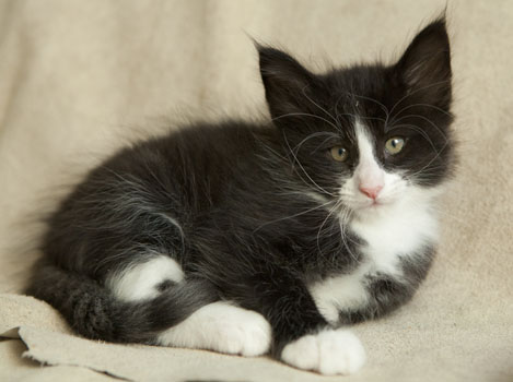 Wildfee's Norwegische Waldkatzen Wildfee's Pan der Große - 7 Wochen alt