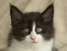 Wildfee's Norwegische Waldkatzen Wildfee's Pandora - 7 Wochen alt