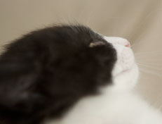 Wildfee's Norwegische Waldkatzen Wildfee's Pandora - 7 Wochen alt