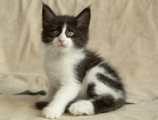 Wildfee's Norwegische Waldkatzen Wildfee's Pandora - 7 Wochen alt