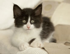 Wildfee's Norwegische Waldkatzen Wildfee's Pandora - 7 Wochen alt