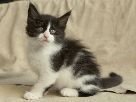 Wildfee's Norwegische Waldkatzen Wildfee's Pandora - 7 Wochen alt