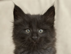 Wildfee's Norwegische Waldkatzen Wildfee's Pasha Panther Ray - 7 Wochen alt