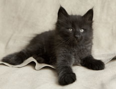 Wildfee's Norwegische Waldkatzen Wildfee's Pasha Panther Ray - 7 Wochen alt