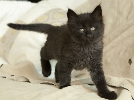 Wildfee's Norwegische Waldkatzen Wildfee's Pasha Panther Ray - 7 Wochen alt