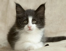 Wildfee's Norwegische Waldkatzen SC Wildfee's Pernilla - 7 Wochen alt