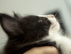 Wildfee's Norwegische Waldkatzen SC Wildfee's Pernilla - 7 Wochen alt